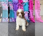 Small Photo #11 Poodle (Miniature) Puppy For Sale in FREDERICK, MD, USA