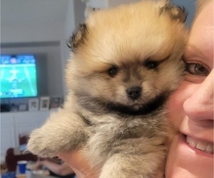 Pomeranian Puppy for sale in MENIFEE, CA, USA