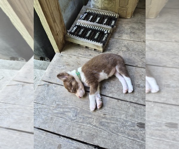 Medium Photo #21 Borador Puppy For Sale in MARION, VA, USA