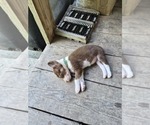 Small Photo #21 Borador Puppy For Sale in MARION, VA, USA