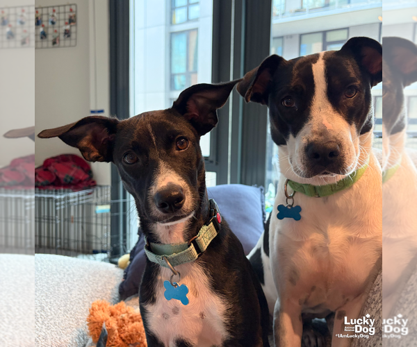 Medium Photo #8 Lab-Pointer Puppy For Sale in Washington, DC, USA