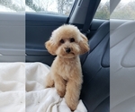 Small Photo #4 Poodle (Toy) Puppy For Sale in LANSDALE, PA, USA