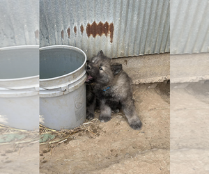 Wolf Hybrid Puppy for sale in LAMAR, CO, USA
