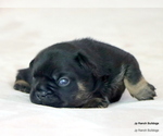 Small Photo #34 French Bulldog Puppy For Sale in WINNSBORO, TX, USA