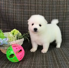 Japanese Spitz Puppy for sale in CHICAGO, IL, USA