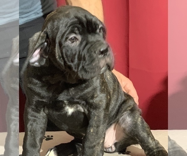 Medium Photo #114 Cane Corso Puppy For Sale in COTTAGE GROVE, OR, USA