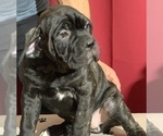 Small Photo #114 Cane Corso Puppy For Sale in COTTAGE GROVE, OR, USA