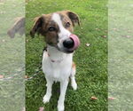 Small #1 Australian Shepherd-Brittany Mix