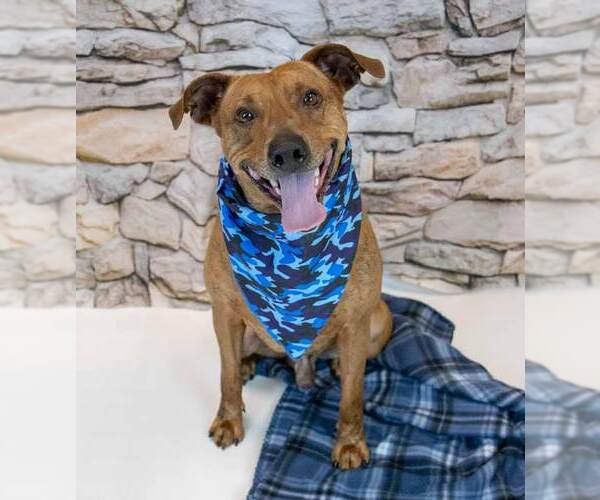 Medium Photo #6 Mutt Puppy For Sale in Kennesaw, GA, USA