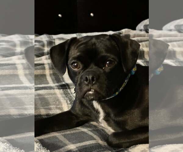Medium Photo #3 Pug-Unknown Mix Puppy For Sale in Littleton, CO, USA