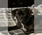 Small #2 Pug Mix