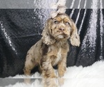 Small #3 Cocker Spaniel