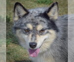 Small Pomsky