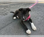 KUROMI - Female Mutt Dog for Adoption - Small photo
