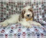 Small #6 Cavapoo