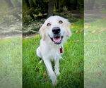 Small #1 Great Pyrenees