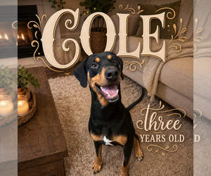 Doberman Pinscher Dogs for adoption in Menifee, CA, USA