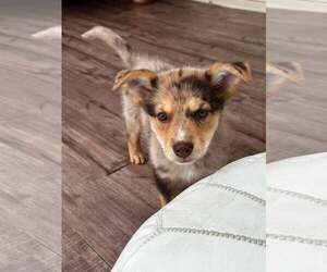 Australian Shepherd-Unknown Mix Dogs for adoption in pomfret, CT, USA
