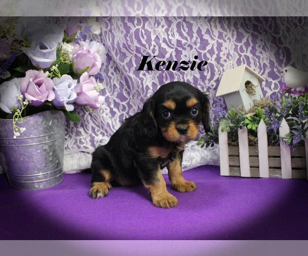 Medium Photo #17 Cavalier King Charles Spaniel Puppy For Sale in CHANUTE, KS, USA