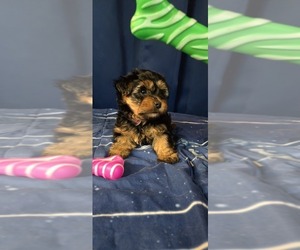 Yorkshire Terrier Puppy for Sale in HUNTSVILLE, Alabama USA