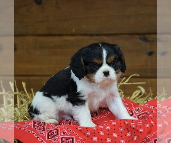 Medium Photo #1 Cavalier King Charles Spaniel Puppy For Sale in NEWMANSTOWN, PA, USA