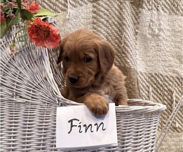 Medium Photo #3 Golden Retriever Puppy For Sale in OWEN, WI, USA