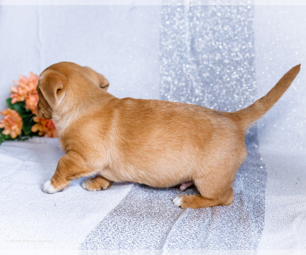 Medium Photo #4 Dorgi Puppy For Sale in WAKARUSA, IN, USA