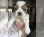 Small Photo #2 Bea-Tzu Puppy For Sale in PARMA, MI, USA