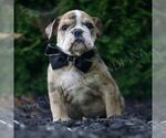 Puppy Ryder AKC English Bulldog