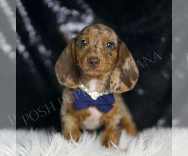 Medium Photo #1 Dachshund Puppy For Sale in WARSAW, IN, USA