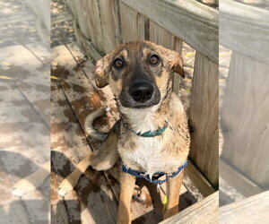 Mutt Dogs for adoption in Elmsford, NY, USA