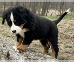 Small Photo #2 Bernese Mountain Dog Puppy For Sale in SHERIDAN, MI, USA