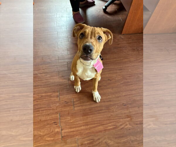 Medium Photo #4 Boxer-Unknown Mix Puppy For Sale in Minneapolis, MN, USA