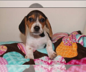 Mutt Dogs for adoption in Tenafly, NJ, USA