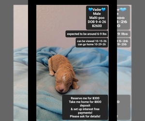 Maltipoo (Toy) Puppy for sale in TUCSON, AZ, USA