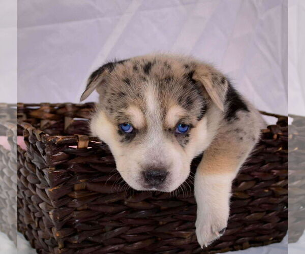 Medium Photo #6 Siberian Husky-Unknown Mix Puppy For Sale in Gretna, NE, USA