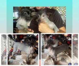 Chinese Crested Puppy for sale in BUNNELL, FL, USA