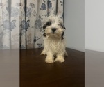 Small #4 Havanese