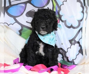 Goldendoodle Puppy for sale in FREDERICKSBG, OH, USA