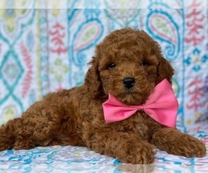 Poodle (Toy) Puppy for sale in LANCASTER, PA, USA
