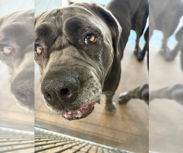 Medium Photo #1 Neapolitan Mastiff Puppy For Sale in Burbank, CA, USA