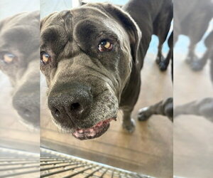 Neapolitan Mastiff Dogs for adoption in Burbank, CA, USA