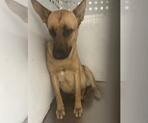 German Shepherd Dog-Unknown Mix Dogs for adoption in Martinez, CA, USA