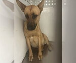 LEVERNE - Female German Shepherd Dog-Unknown Mix Dog for Adoption - Small photo