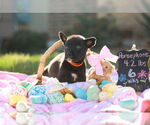 Small Great Dane Mix