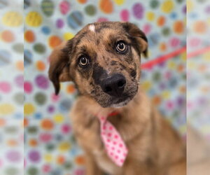 Australian Retriever Dogs for adoption in Attalka, AL, USA