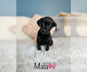 Chiweenie Puppy for sale in COOKEVILLE, TN, USA