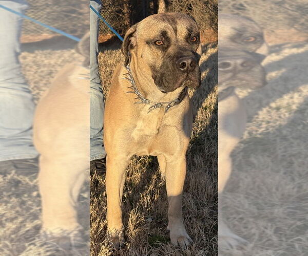 Medium Photo #2 Mastiff Puppy For Sale in Glen Allen, VA, USA