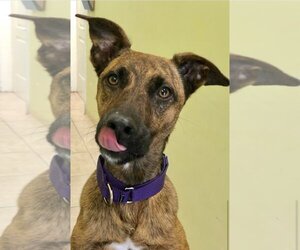 Nala - Female German Shepherd Dog-Unknown Mix Dog for Adoption - Photo #2