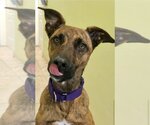 Small #1 German Shepherd Dog Mix